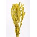 INTEGRIFOLIA Yellow